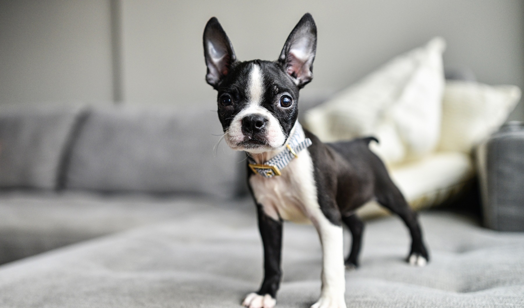 Pet Friendly Community Pet Friendly Landing Header